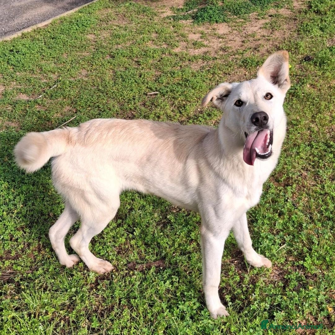 Meticcio cani in regalo: ERIS 🩷 -cucciola pura effervescenza e dolcezza 🥰 - Annuncio 3