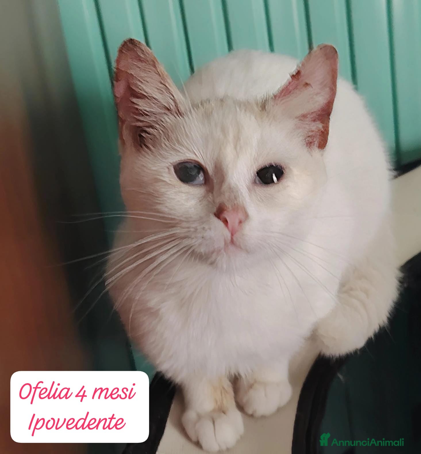 Europeo gatti Tanti gattini desiderosi di trovare casa  - Annuncio 2