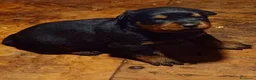 Rottweiler cani in vendita: Cuccioli rottweiler  - Annuncio 4
