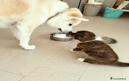 Akita Inu cani in vendita: Cuccioli di Akita inu a Provincia di Pescara - Immagine 6