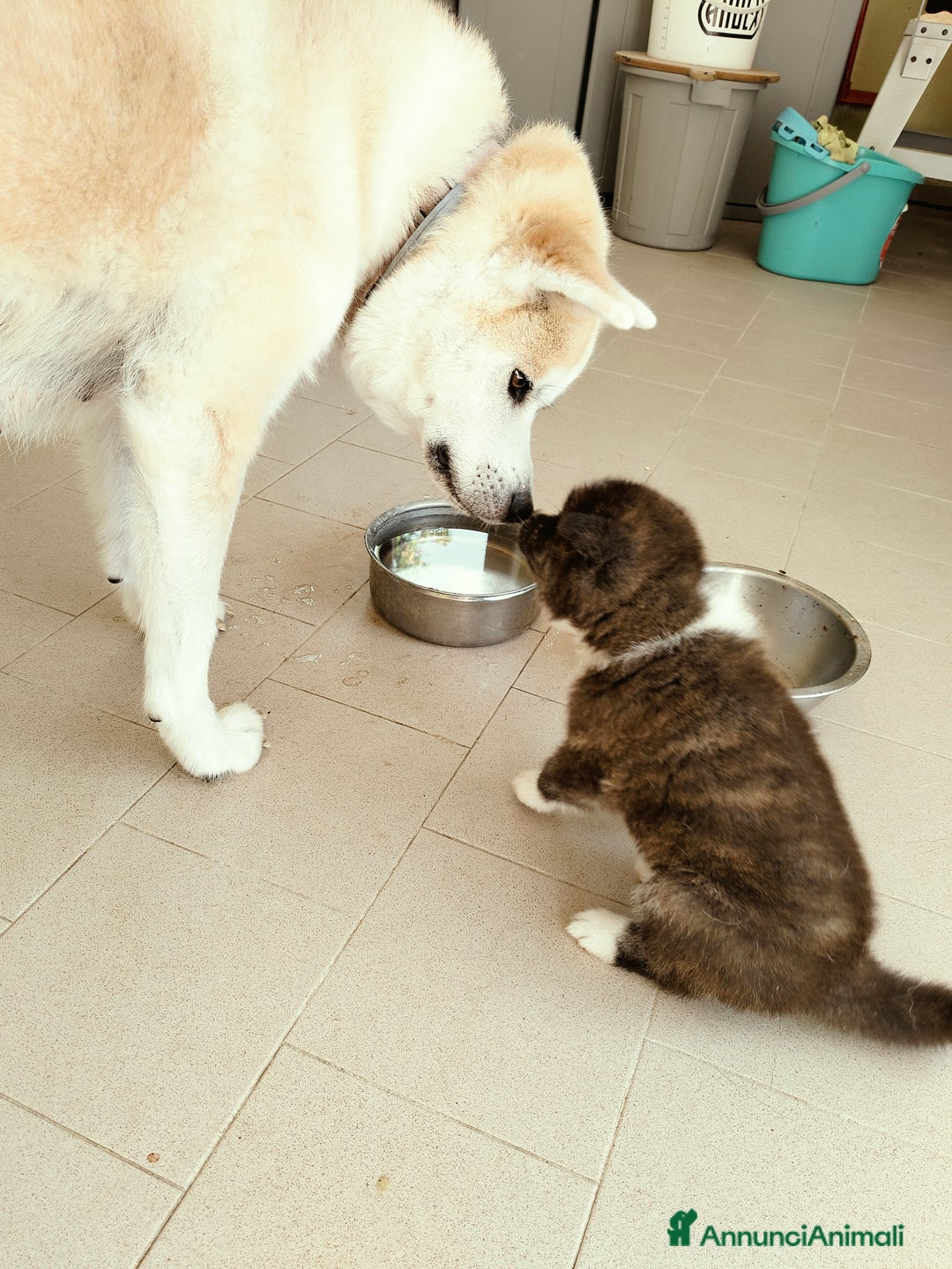 Akita Inu cani in vendita: Cuccioli di Akita inu a Provincia di Pescara - Immagine 6