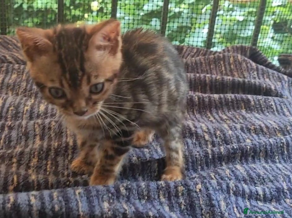 Bengala gatti Cuccioli di Bengala disponibili  - Annuncio 16