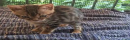 Bengala gatti in vendita: Cuccioli di Bengala disponibili  - Annuncio 1