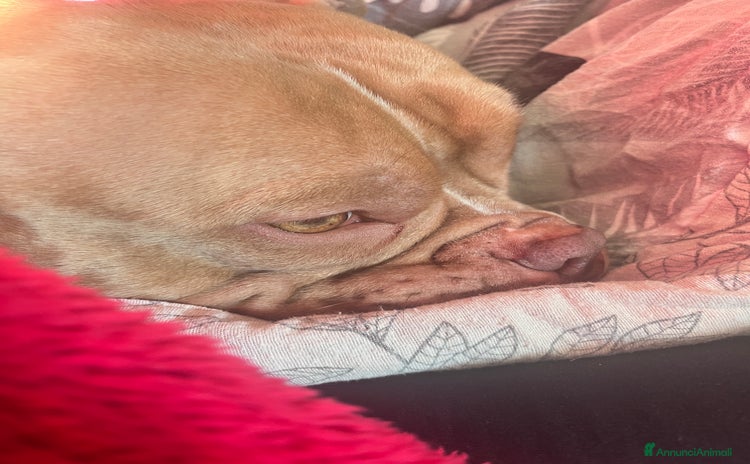 American Bully cani - Annuncio 2