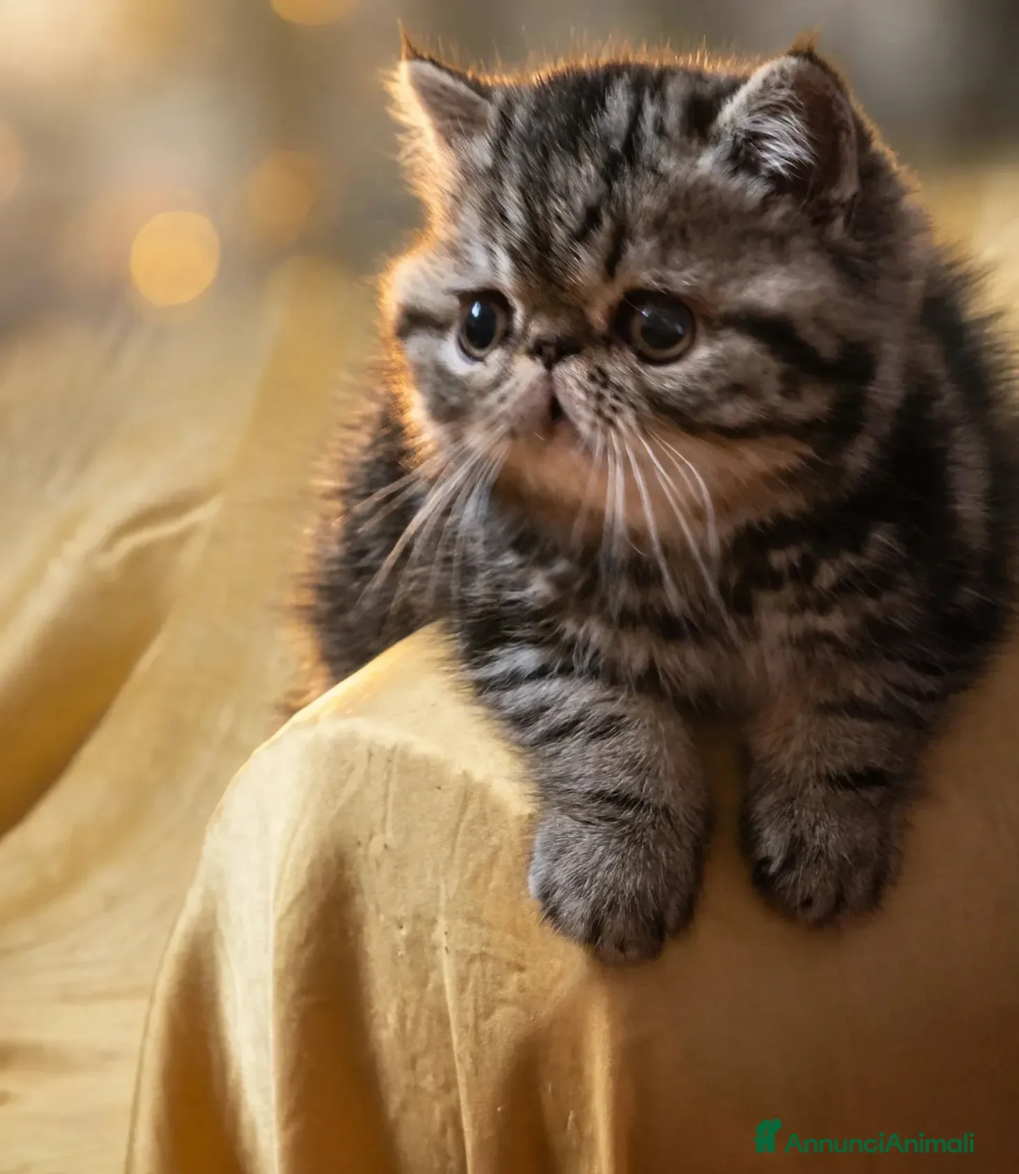 Exotic Shorthair gatti In cerca di coccole - Annuncio 8