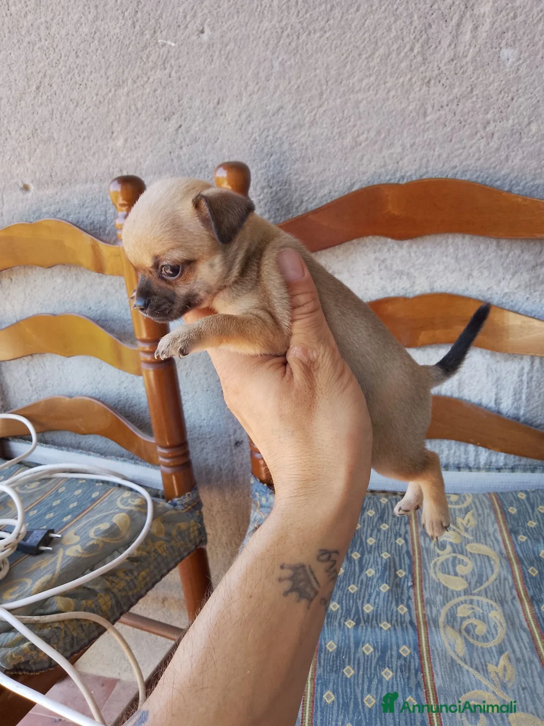 Chihuahua cani in vendita: Cuccioli di chihuahua  - Annuncio 2