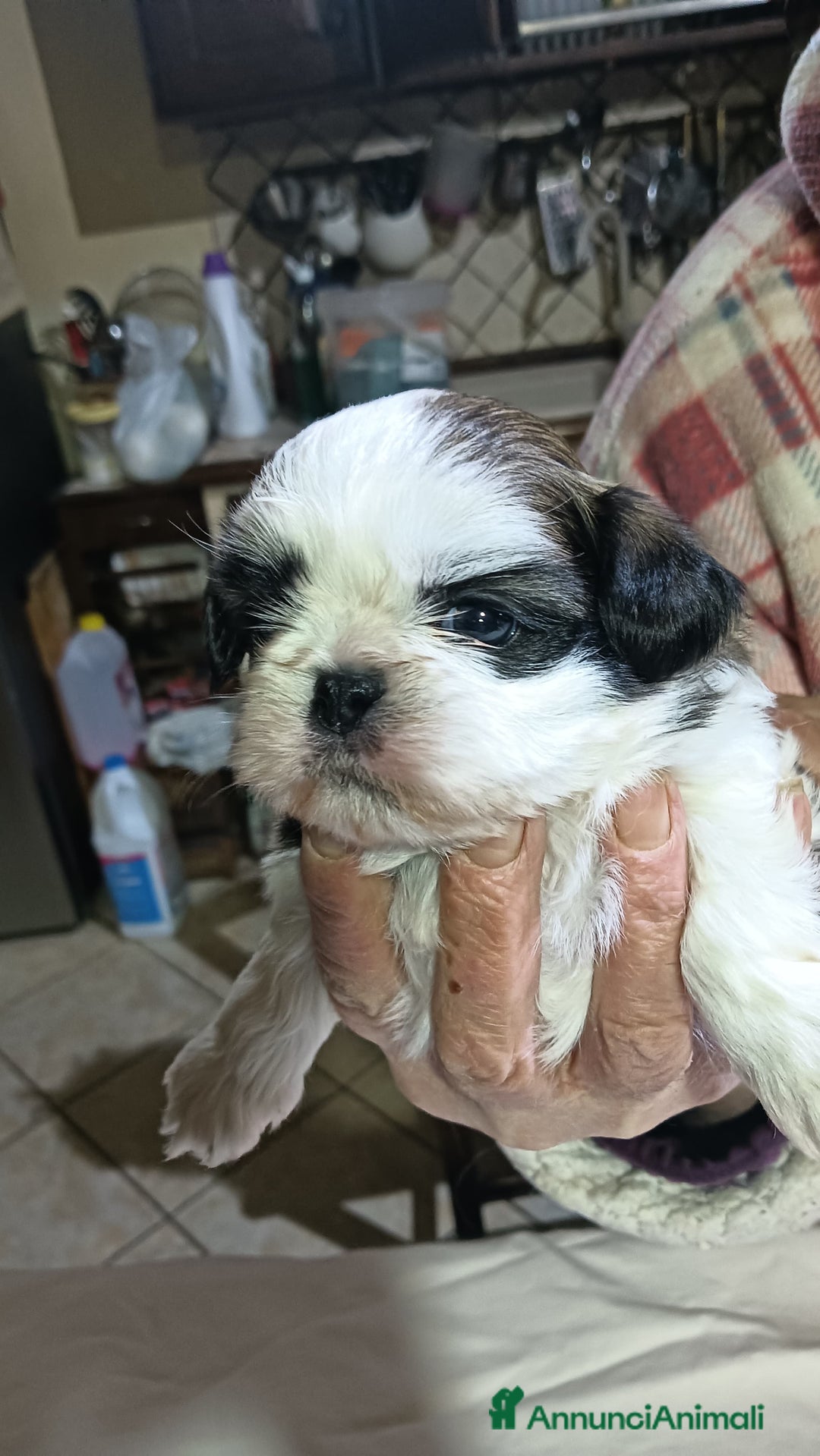 Shih Tzu cani in vendita: Cuccioli di shitzu  - Annuncio 4