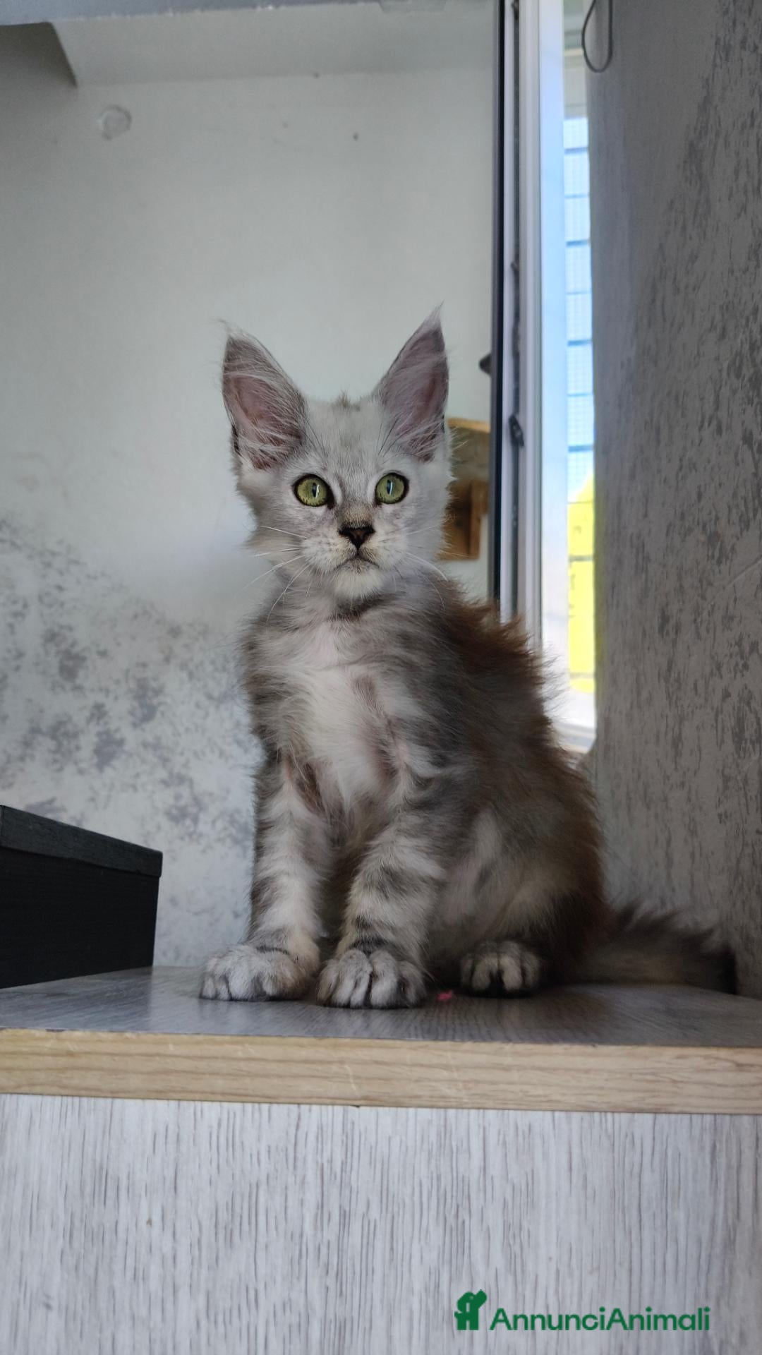 Maine Coon gatti Cucciola Maine Coon Silver femmina  - Annuncio 9