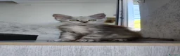 Maine Coon gatti in vendita: Cucciola Maine Coon Silver femmina  - Annuncio 1