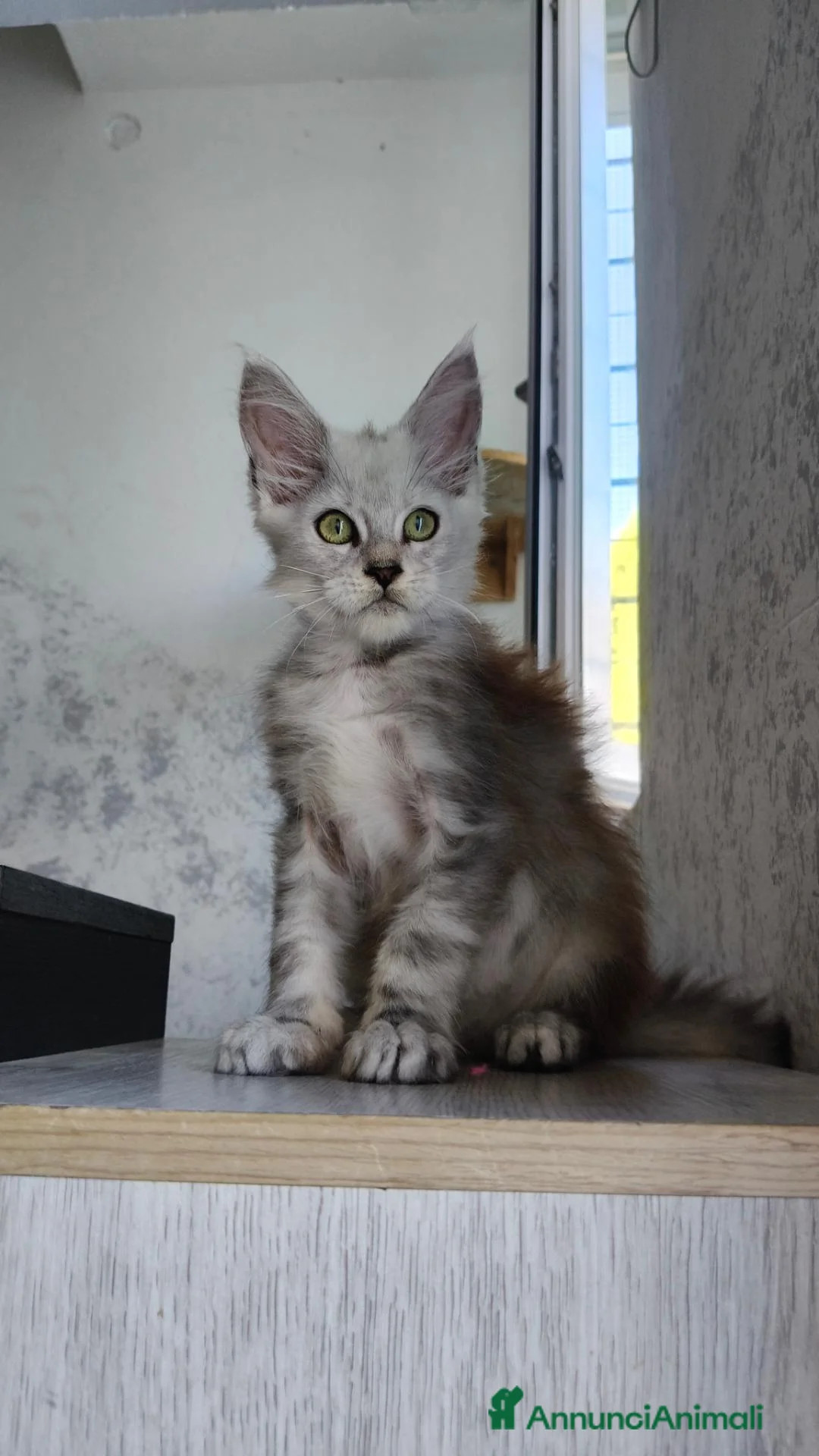 Maine Coon gatti in vendita: Cucciola Maine Coon Silver femmina  - Annuncio 1