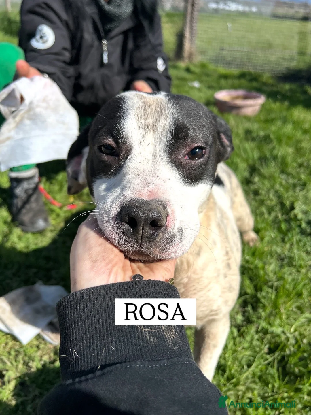 Meticcio cani in regalo: Rosa, la prima di 3 cucciole bellissime e monelle a Provincia di Latina - Annuncio 2