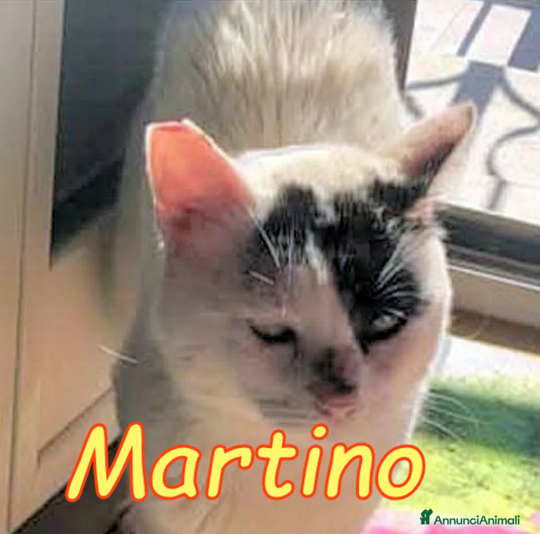 Europeo gatti in regalo: ADOZIONE DEL CUORE PER MARTINO - Annuncio 2