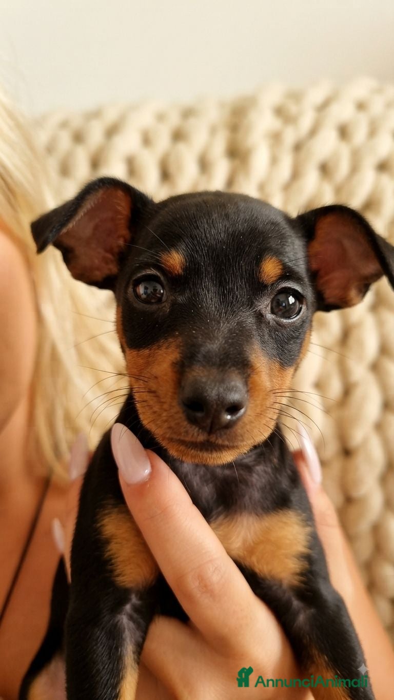 Pinscher Miniatura cani Pinscher miniatura purissimi  - Annuncio 17