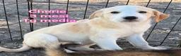 Meticcio cani in regalo: CUCCIOLI ABBANDONATI: EMERGENZA  a Città metropolitana di Milano - Annuncio 6