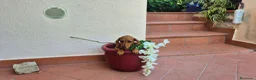 Bassotto cani in vendita: Bassotti  - Annuncio 7