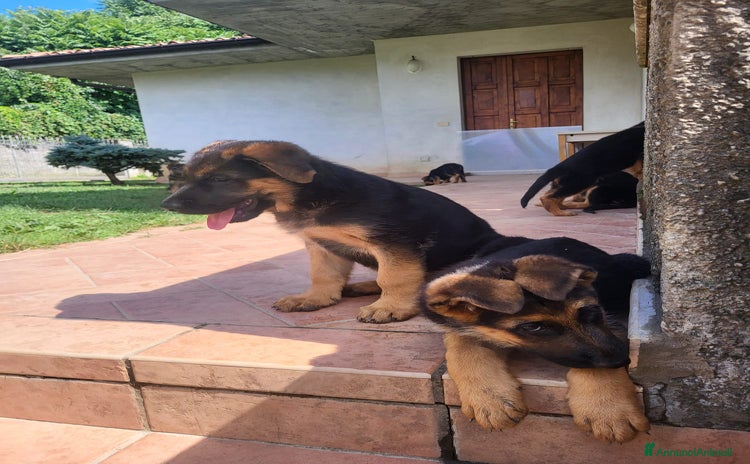 Pastore Tedesco cani a Provincia di Brescia - Annuncio 6