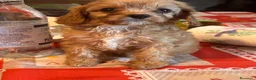 Cavapoo cani in vendita: Cuccioli di cavapoo - Annuncio 2