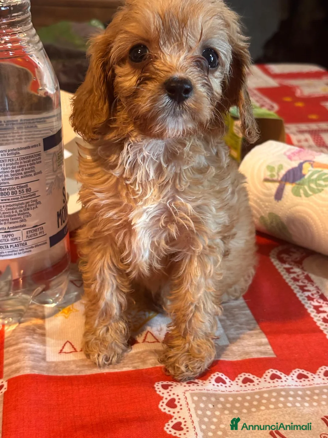 Cavapoo cani in vendita: Cuccioli di cavapoo - Annuncio 2