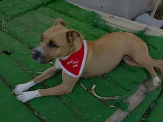 Pitbull cani Scilla Pitbull 9anni nessuno l’ha considerata.SUD - Annuncio 16