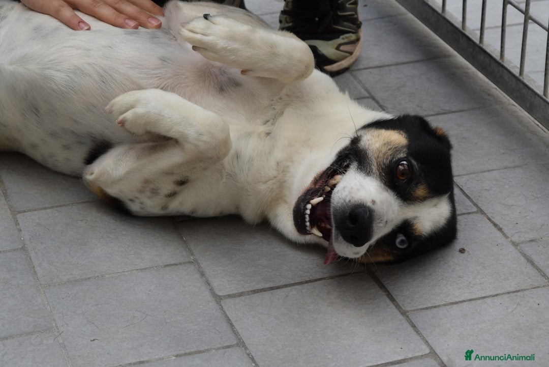 Meticcio cani in regalo: 46 cani che spariranno in silenzio !!!! - Annuncio 4