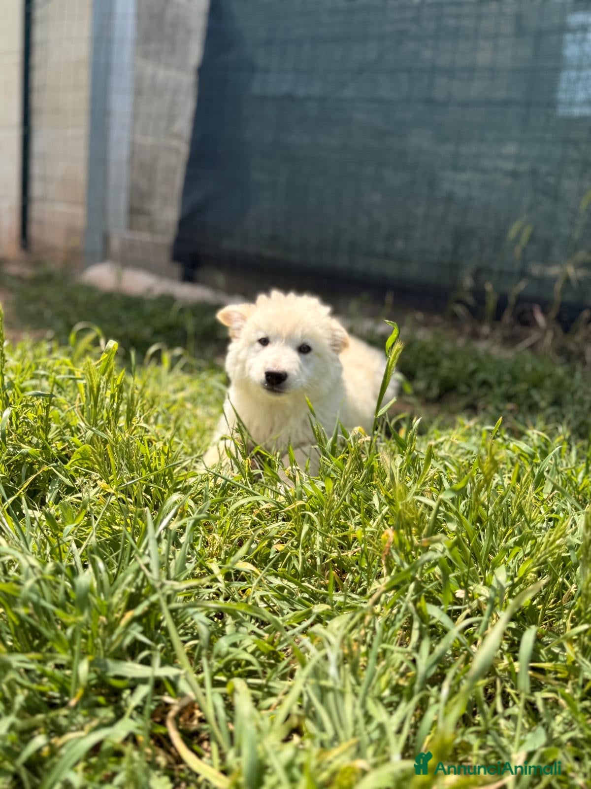 Meticcio cani Dimitry cerca casa - Annuncio 3