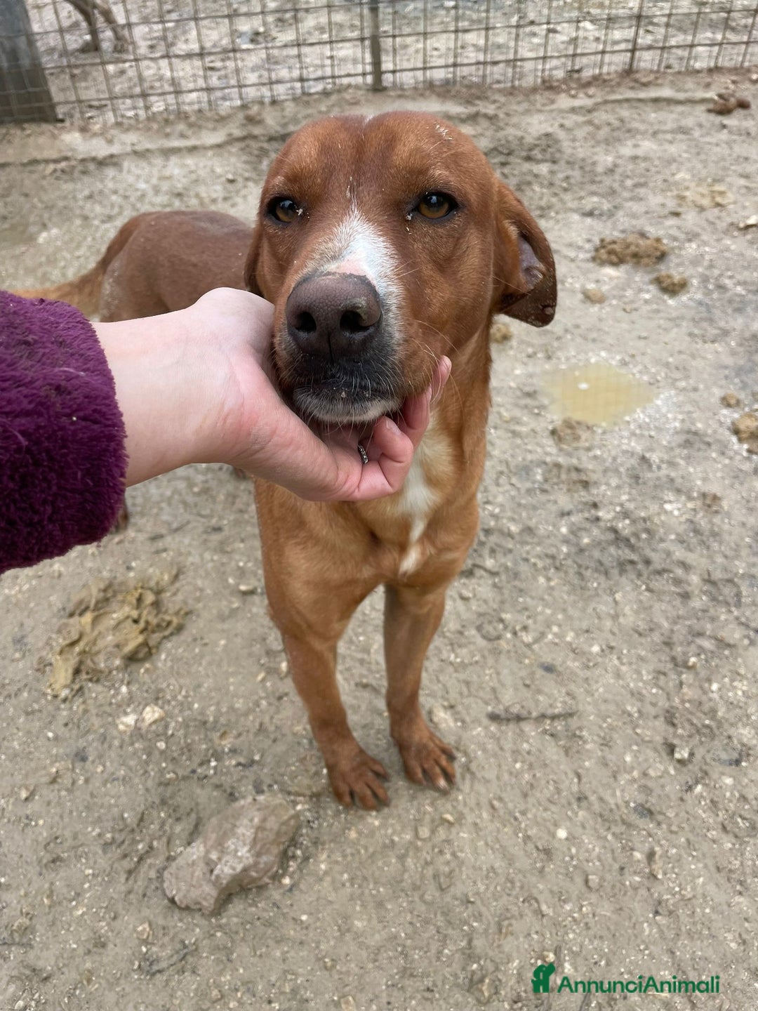 Meticcio cani in regalo: ADOTTA IL BELLISSIMO CORFU' - Annuncio 1