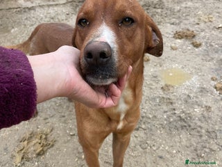 Meticcio cani ADOTTA IL BELLISSIMO CORFU' - Annuncio 38