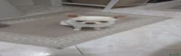 Chihuahua cani per accoppiamento: chihuahua per monta - Annuncio 12