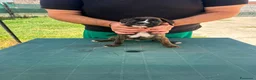 Boxer cani in vendita: Cuccioli di boxer - Annuncio 5