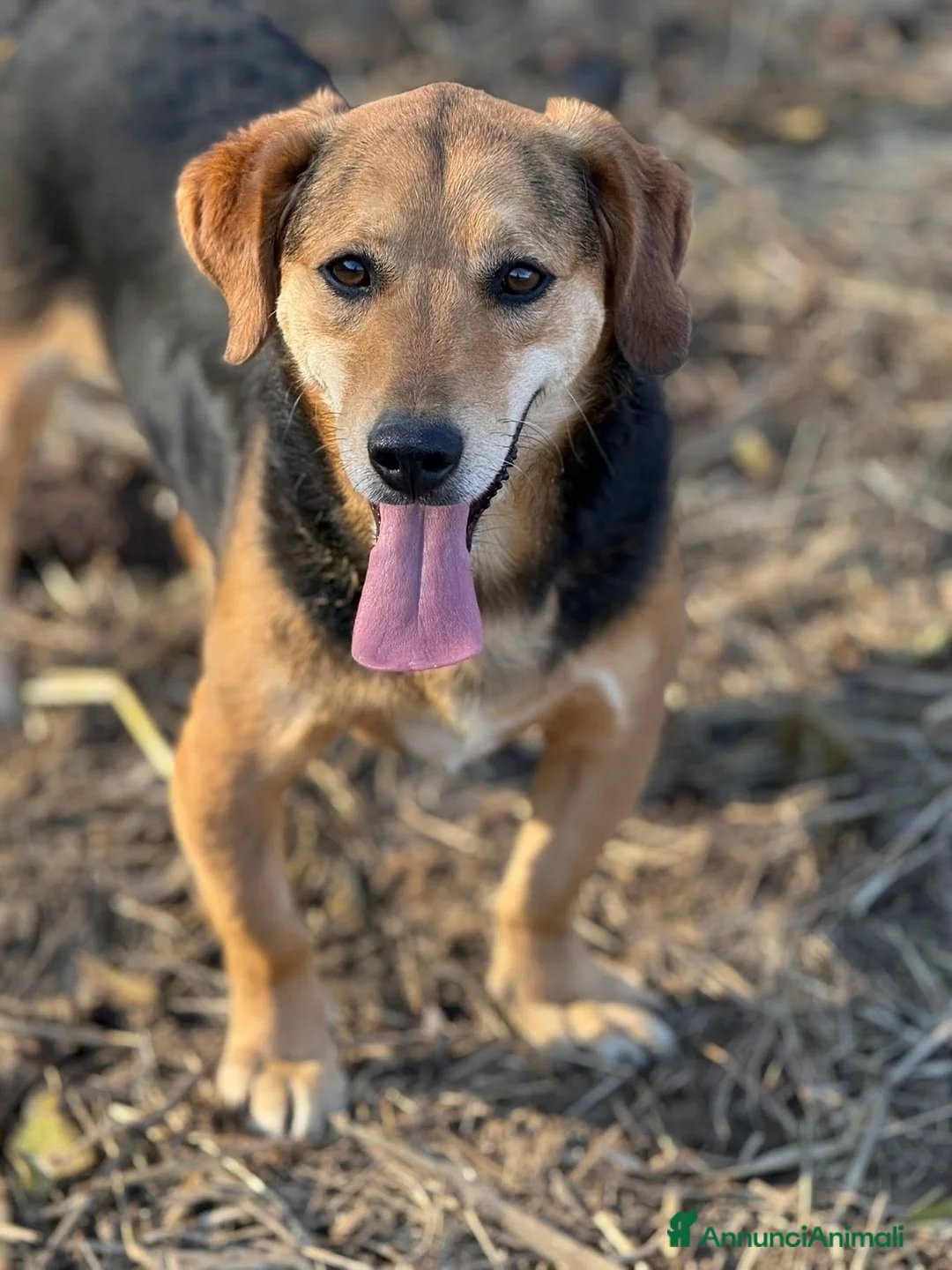 Meticcio cani in regalo: SETH, nanetto super coccolone. TG PICCOLA. - Annuncio 5