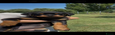 Rottweiler 1
