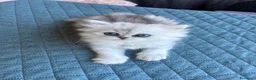 Persiano gatti in vendita: Gattini persiani chinchilla maschi  - Annuncio 17