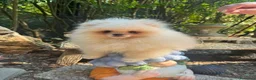Volpino Pomerania cani in vendita: Volpino di Pomerania  - Annuncio 6