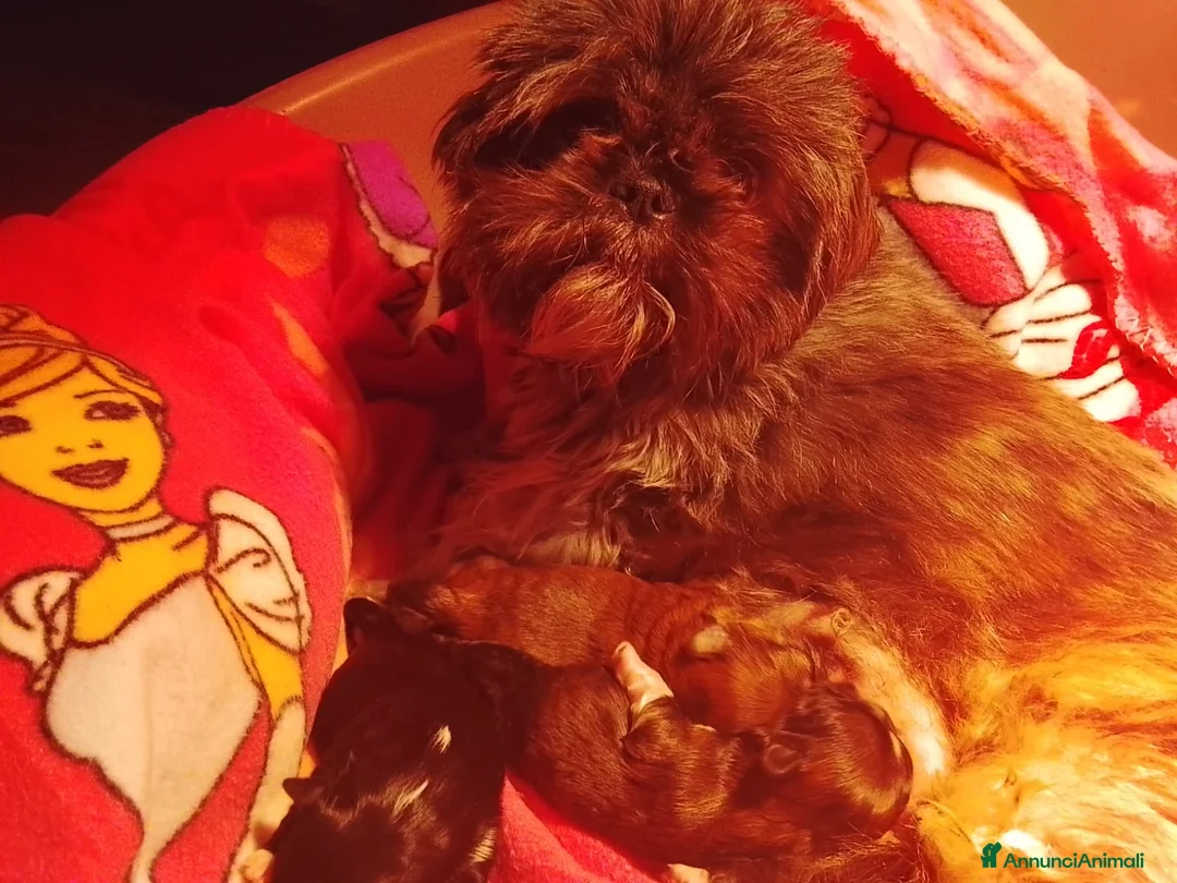 Shih Tzu cani in vendita: Splendidi cuccioli di Shitzu  - Annuncio 22