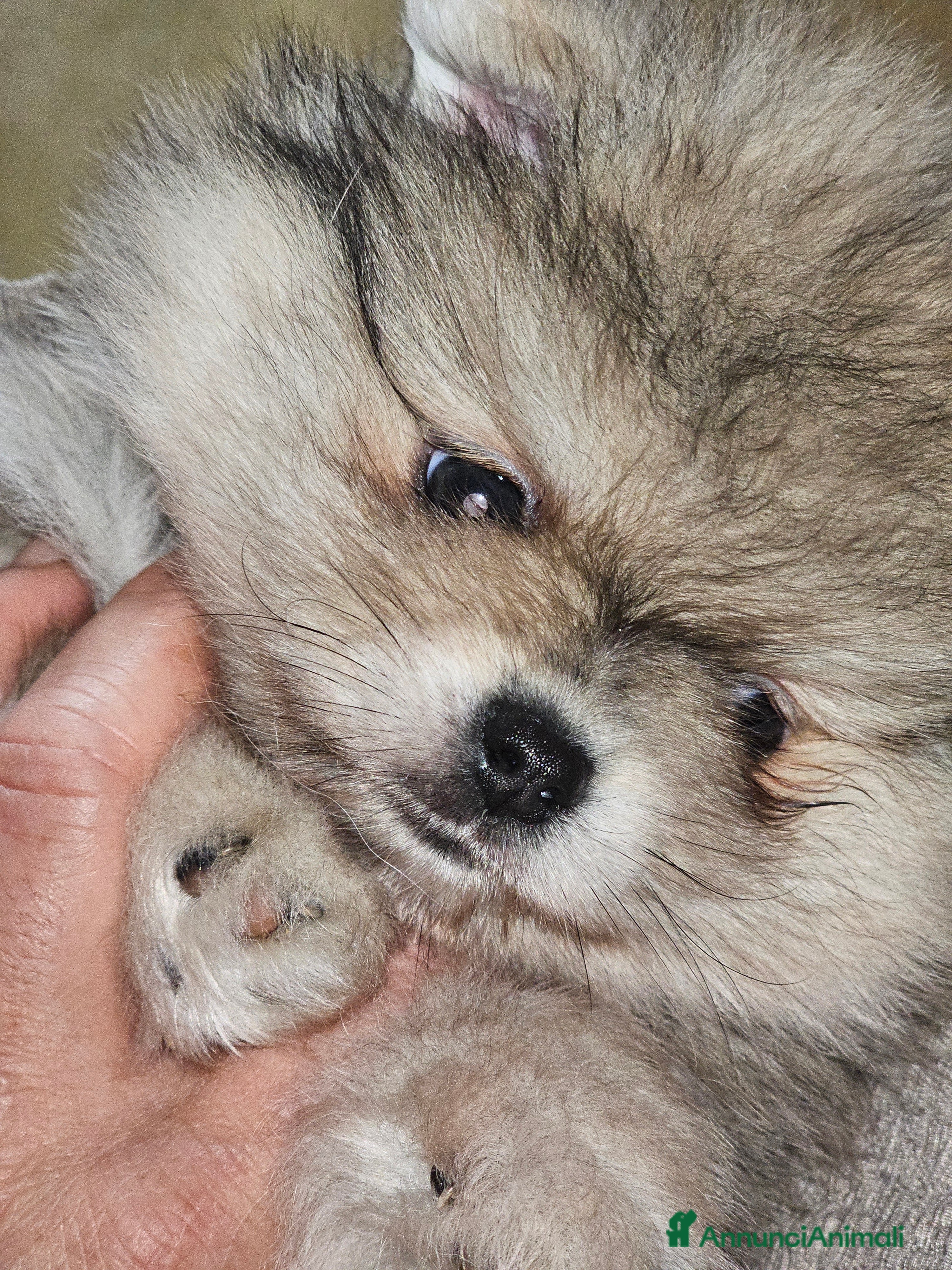 Spitz Giapponese cani Spitz tedesco nano ovvero volpino di pomerania  - Annuncio 1