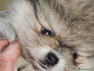 Spitz Giapponese cani Spitz tedesco nano ovvero volpino di pomerania - Annuncio 25