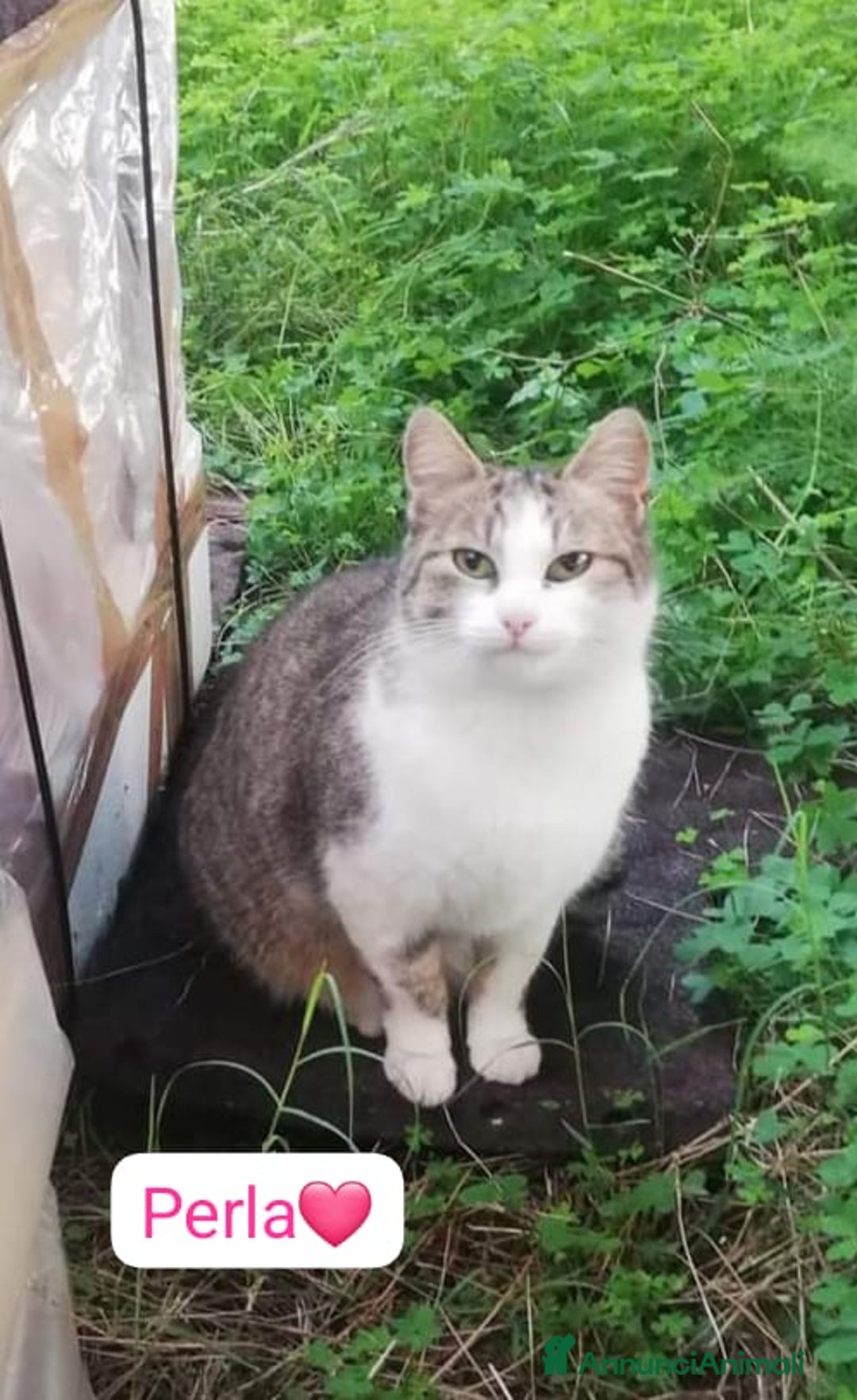 Meticcio cani in regalo: Perla dolce gattina in adozione  a Provincia di Como - Annuncio 2