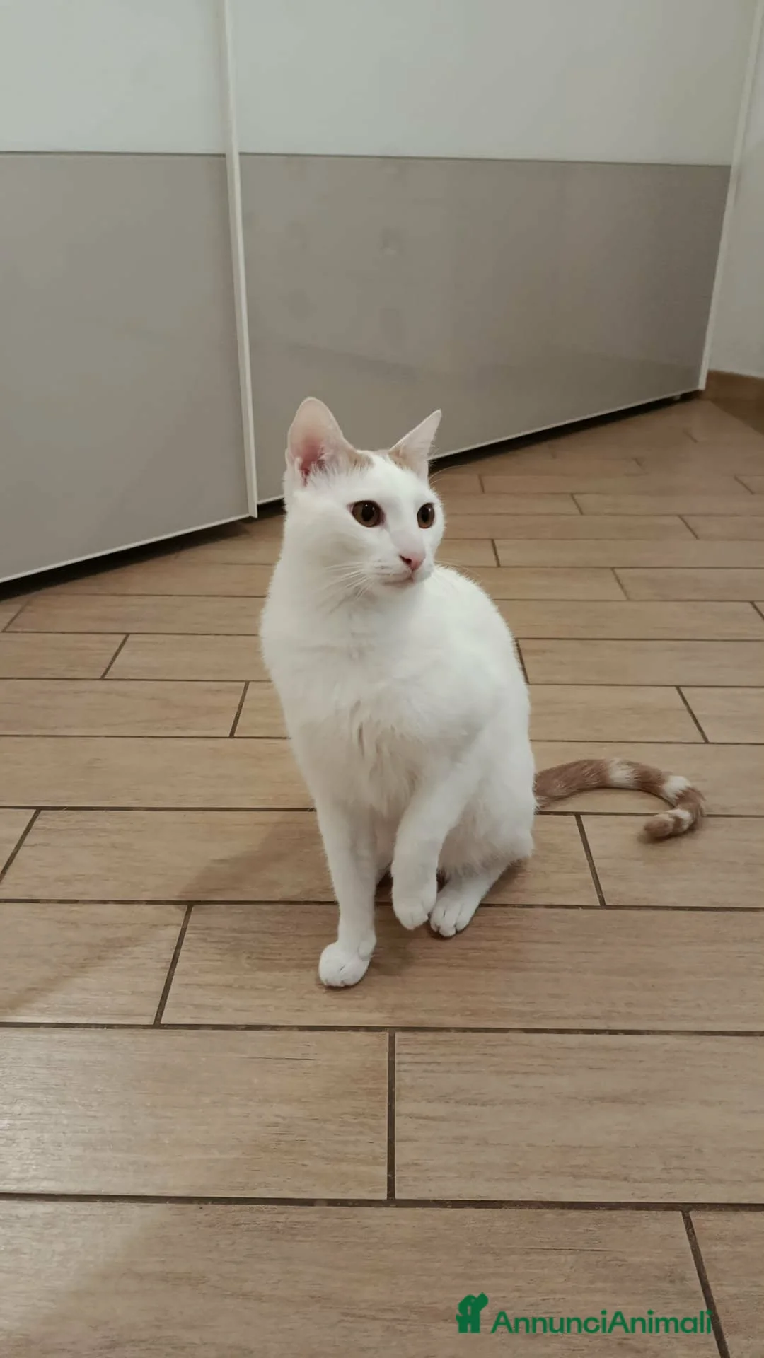 Europeo gatti in regalo: Zury dolcissimo gattino in cerca di una famiglia. - Annuncio 6