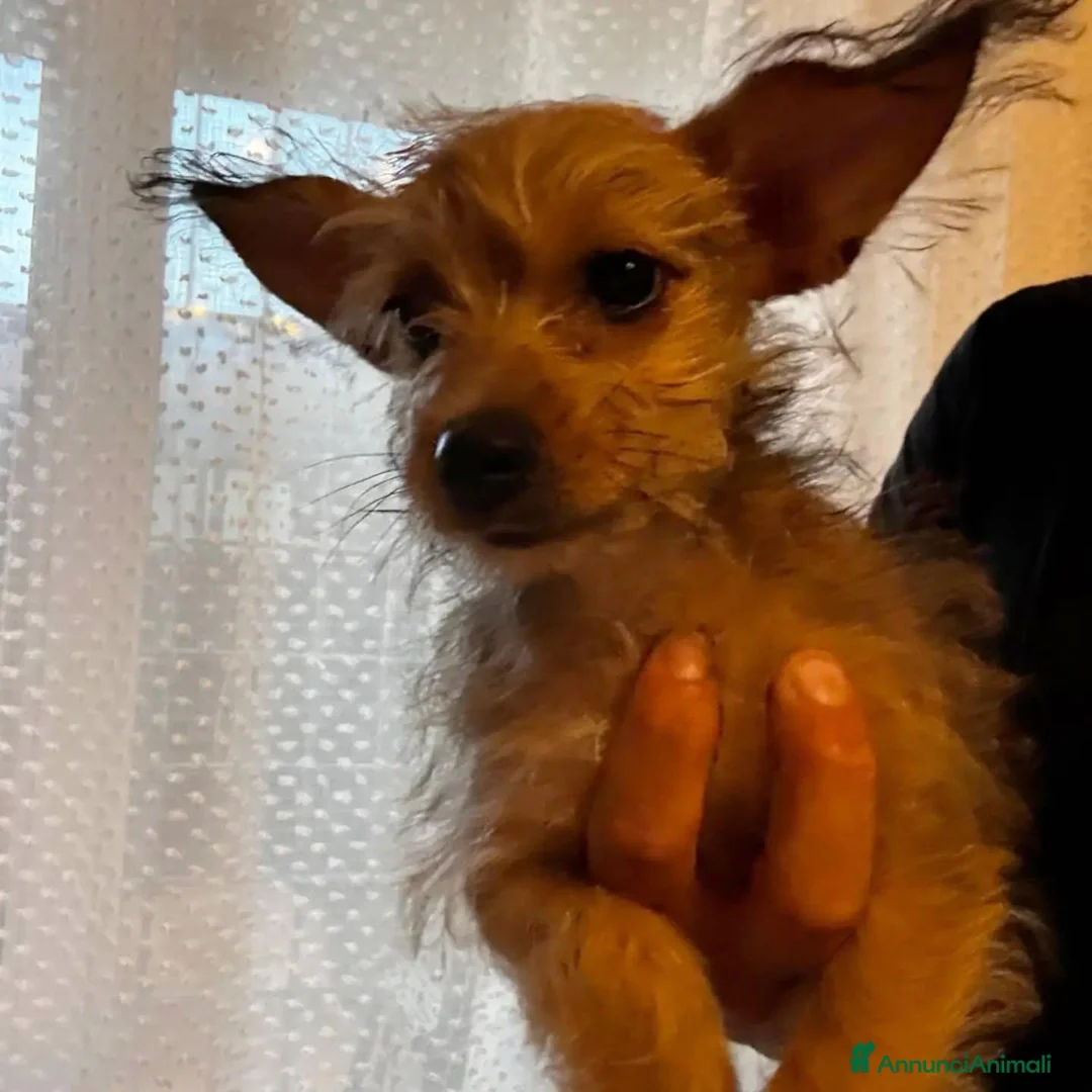 Yorkshire cani in regalo: PIMPI cucciola taglia piccola cerca adozione - Annuncio 2