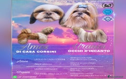 Shih Tzu cani in vendita: SHIH TZU CUCCIOLI PEDIGREE ENCI  a Provincia di Belluno - Immagine 5
