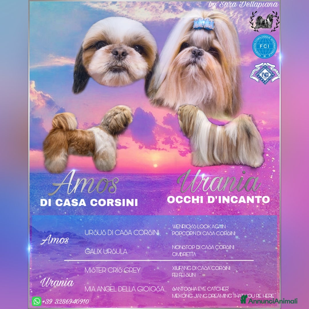Shih Tzu cani in vendita: SHIH TZU CUCCIOLI PEDIGREE ENCI  a Provincia di Belluno - Immagine 5