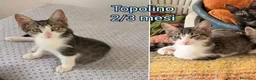 Altre razze gatti in regalo: MICINI, URGENTE! TEMPO SCADUTO  a Provincia di Arezzo - Annuncio 4