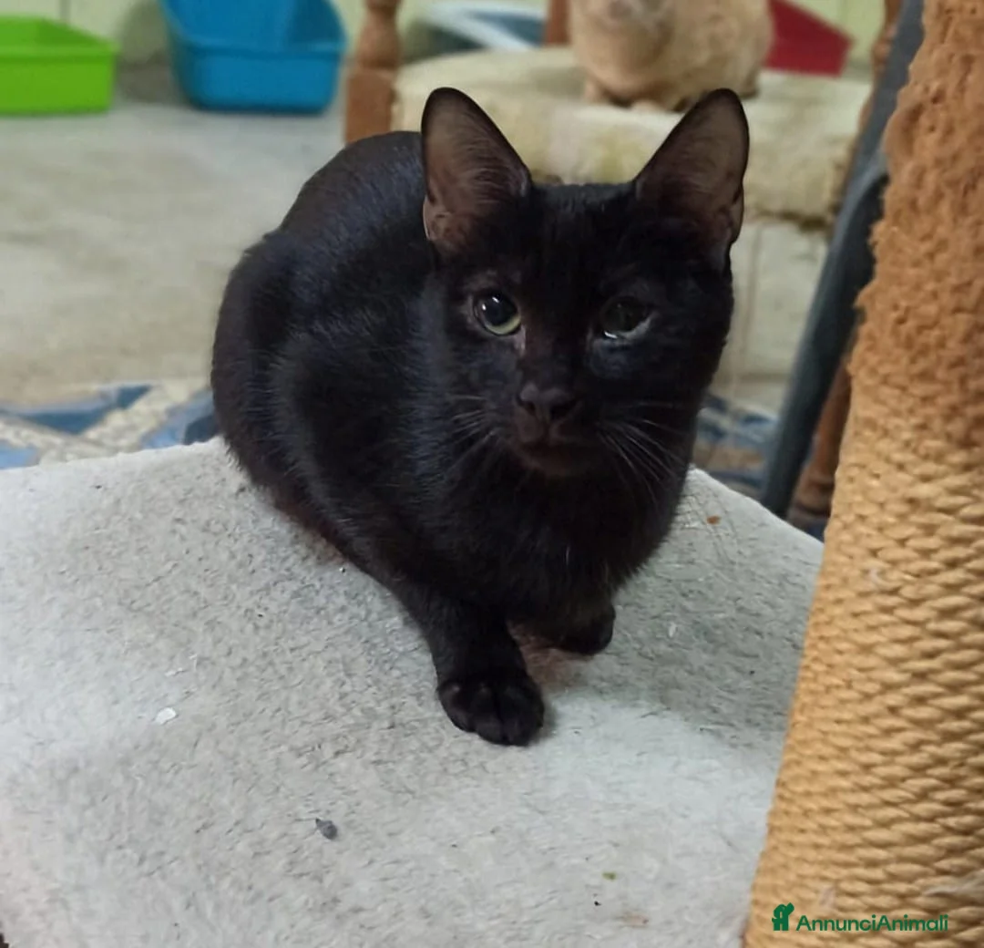 Meticcio gatti in regalo: GATTI AMOREVOLI - Annuncio 3