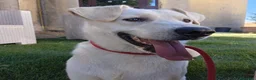 Meticcio cani in regalo: Jerry  - Annuncio 4