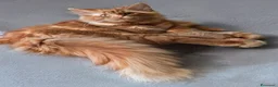 Europeo gatti in regalo: Gatto rosso pelo lungo 11 mesi Teramo - Annuncio 2