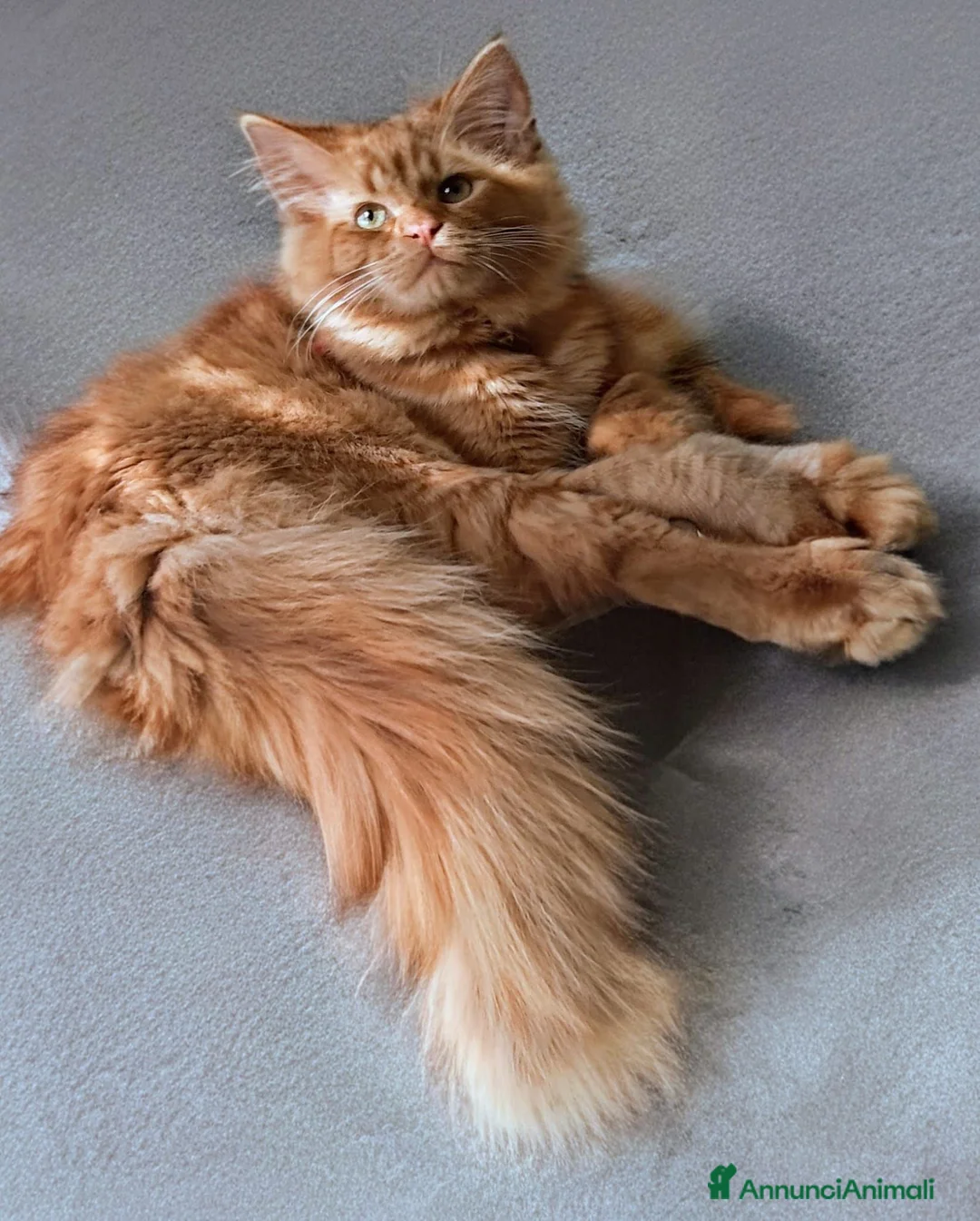Europeo gatti in regalo: Gatto rosso pelo lungo 11 mesi Teramo - Annuncio 2