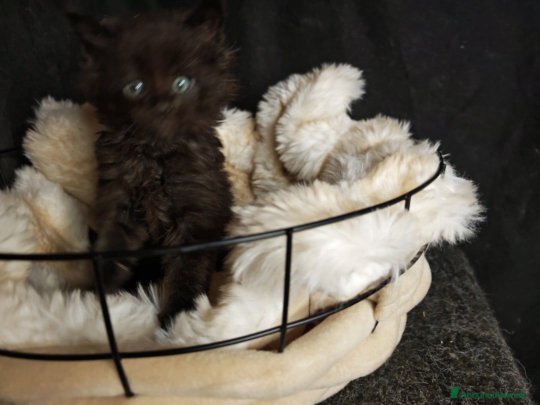 Maine Coon gatti in vendita: Ultimi tre cuccioli  - Annuncio 3