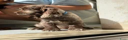 Cocker cani in vendita: Prenotazioni cuccioli di English Cocker Spaniel  a Provincia di Cosenza - Annuncio 28