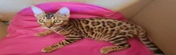 Bengala gatti in vendita: Bengala cucciole a Provincia di Treviso - Annuncio 3