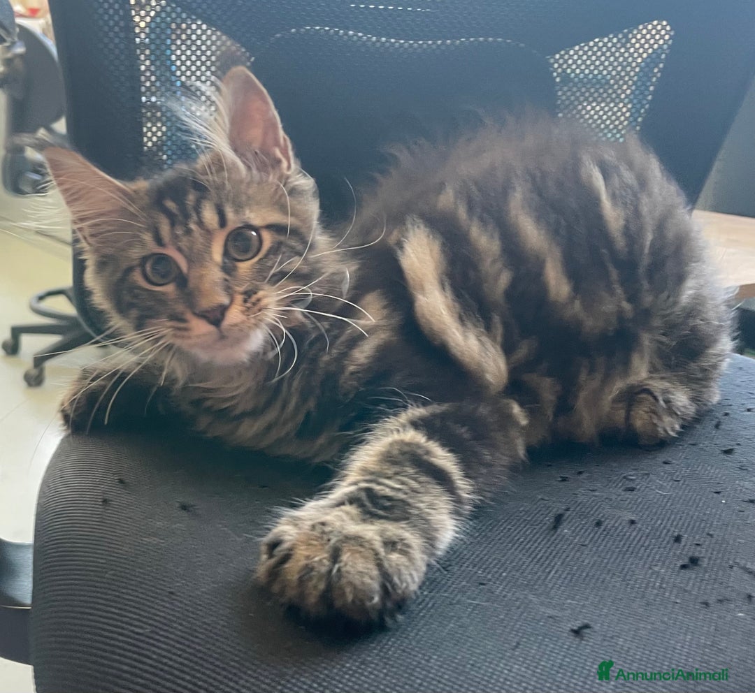 Immagine della galleria {{count}}